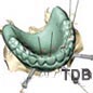 teeth-in-an-hour ���ö�Ʈ